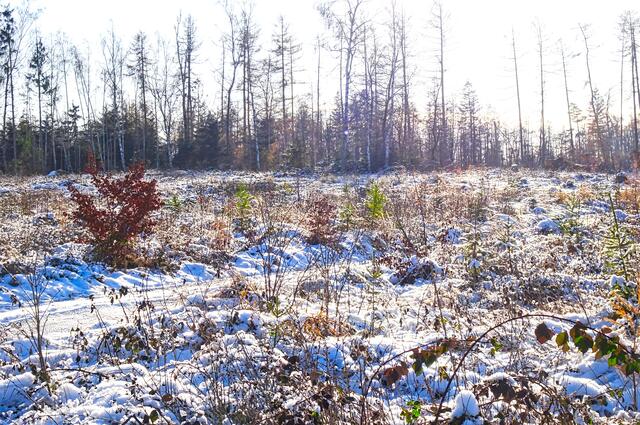 Aufforstungen an der Meisdorfer Trift