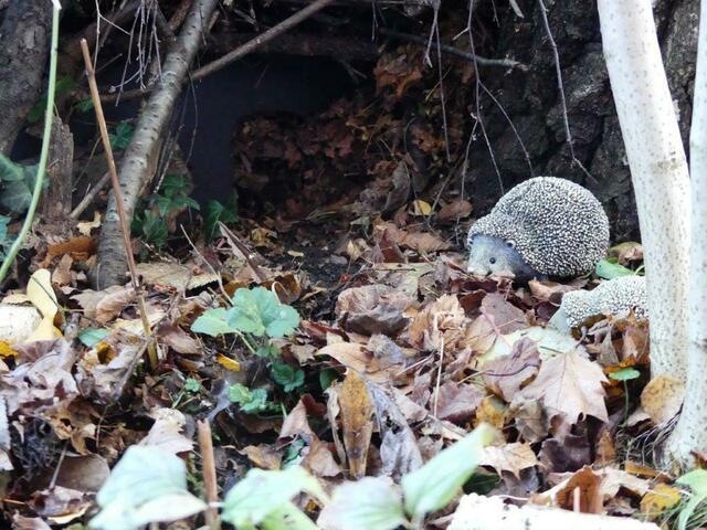 Eingang zur Igelburg | Foto: Mozartschule Gersthofen