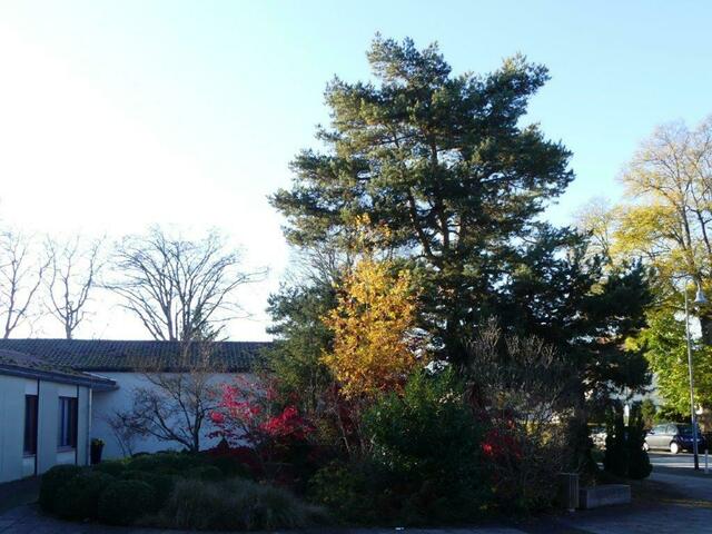 Alte Kiefer am Eingang | Foto: Mozartschule Gersthofen