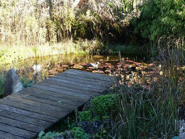 Großer Naturteich | Foto: Mozartschule Gersthofen