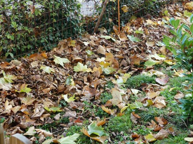 Blätter drüfen liegenbleiben und rotte | Foto: Mozartschule Gersthofen