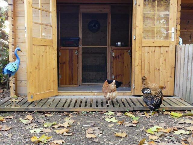 Neues Hühnerhaus | Foto: Mozartschule Gersthofen
