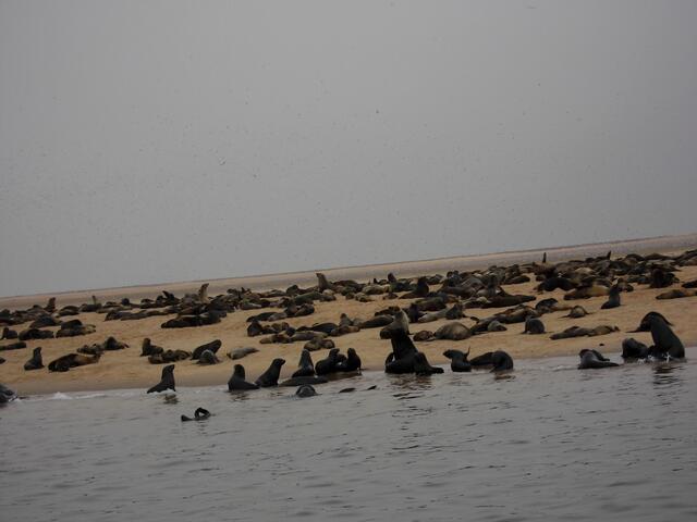 . . . vor der Robbeninsel . . .