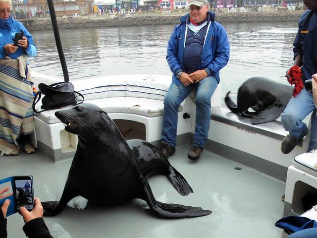  . . . auch eine Robbe besuchte uns auf dem Katamaran . . .