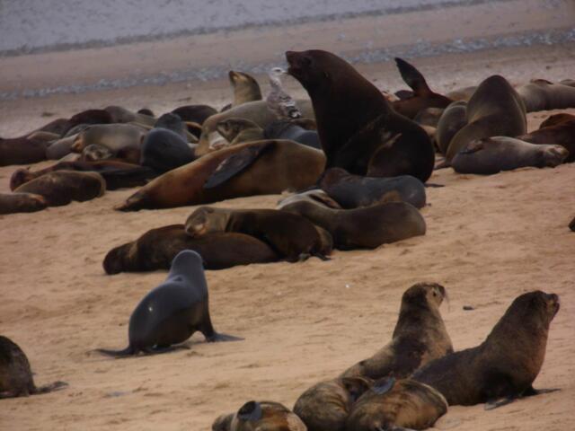  . . . vor der Robbeninsel . . .