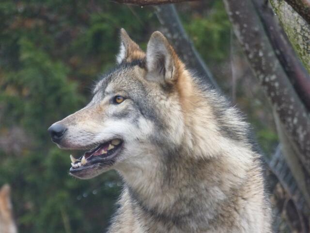 Als Wolf respektiere ich das