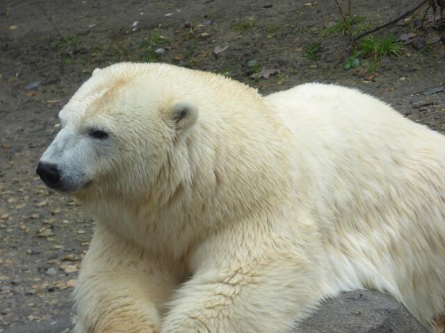 Ich will lieber ein Eis