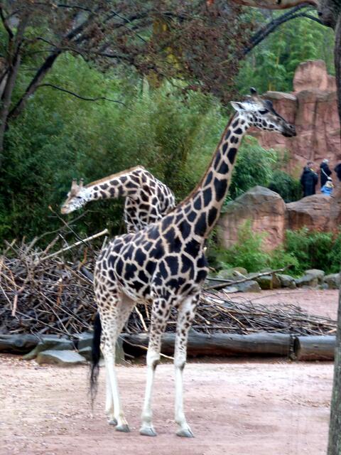 Giraffen machen lange Hälse