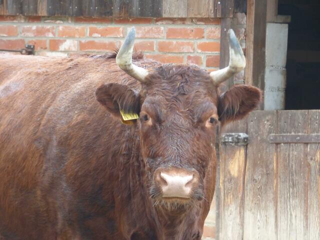 Dahomey-Rinder auch