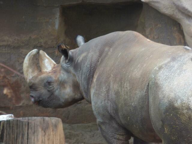 So ein Nashorn