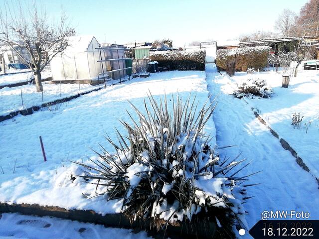 18.12.2022 !!! 4. Advent / Gartenschau - Sonntagsbilder 2022 !!!
Temperaturen: Früh 5:01h  14,7 Grad minus / 11:11h  11,3°  minus / 13:22 h 7,9° minus | Foto: MW-FotoNebra