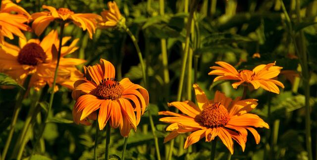 Einzelne Blüten wirken manchmal besser als ganze Blumenbeete