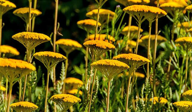 Einzelne Blüten wirken manchmal besser als ganze Blumenbeete