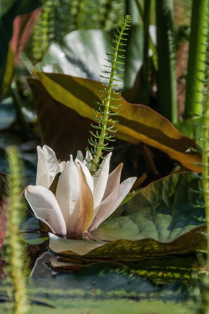 Im Stadtpark gibt es mehrere kleine Wasserbecken. Eine einzelne Seerose kann aber durchaus für das große Ganze stehen.