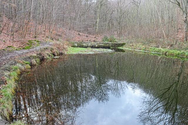 Seerosenteich