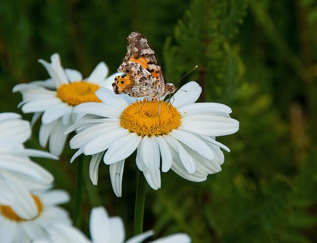 und wenn dann auch noch ein Scmetterling vorbeikommt ....