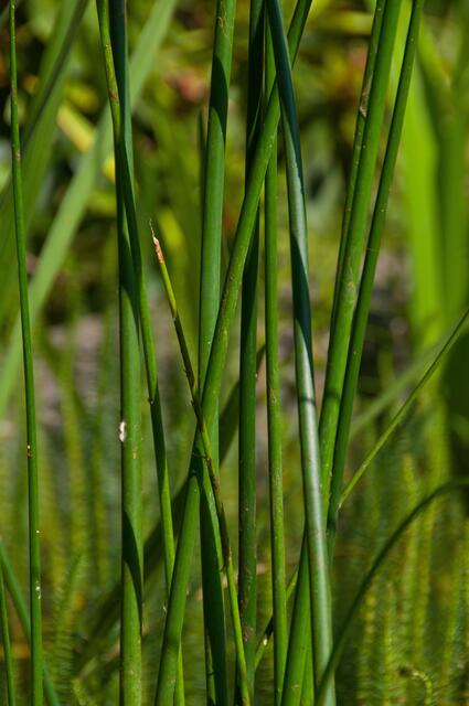 "Nur" ein paar Schilfhalme