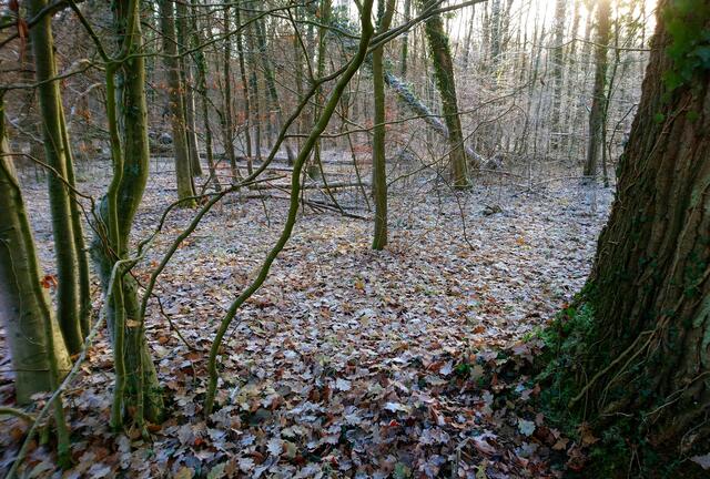 Raureif am Geopfad Brelingen