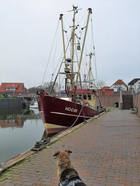 Kutter im Hafen von Hooksiel | Foto: Gabriele Schulz