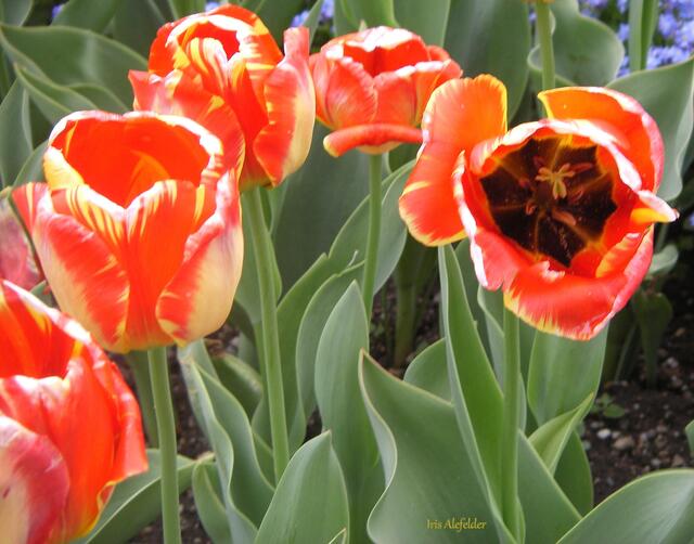 Foto: Iris Alef.
