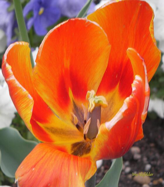 Foto: Iris Alef.