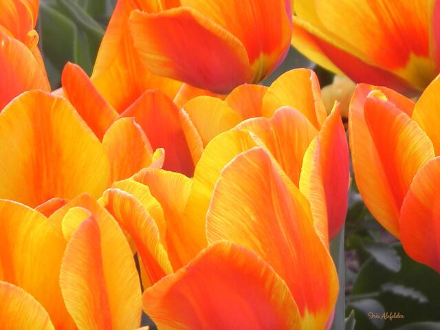 Foto: Iris Alef.