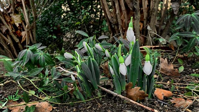 Durch die milde Wetterlage zeigen im Burggarten Schneeglöckchen ihre ersten Knospen.