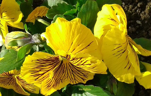 Foto: Iris Alefelder