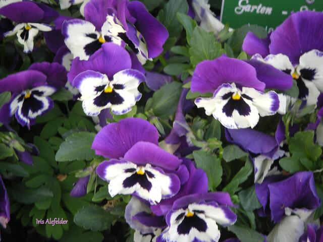 Foto: Iris Alefelder