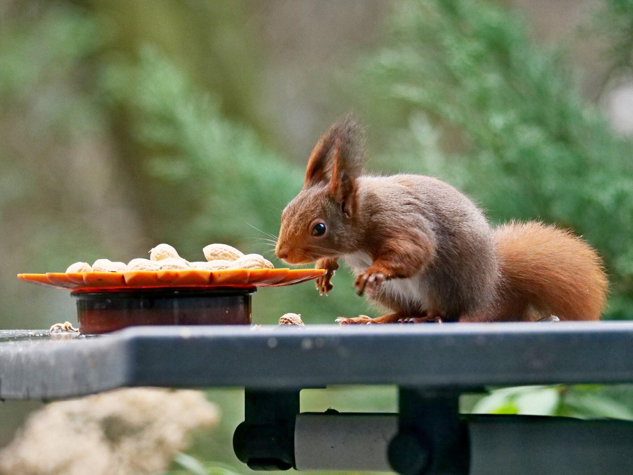 Eichhörnchen Keine Ahnung, warum der Teller mit den Erdnüssen jetzt auf der Schale steht