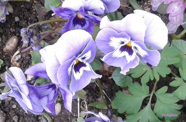 Foto: Iris Alefelder