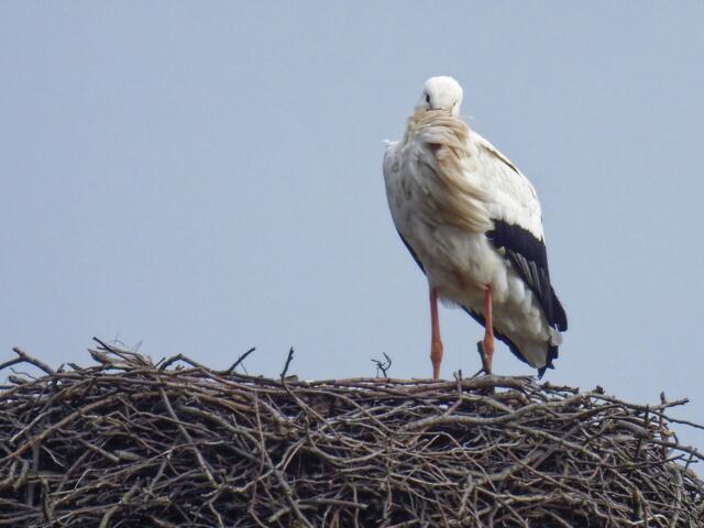 Bei einem Besuch Anfang Februar '23 war Herr Storch aber wieder ganz allein auf dem Horst! Gab es einen Ehekrach?