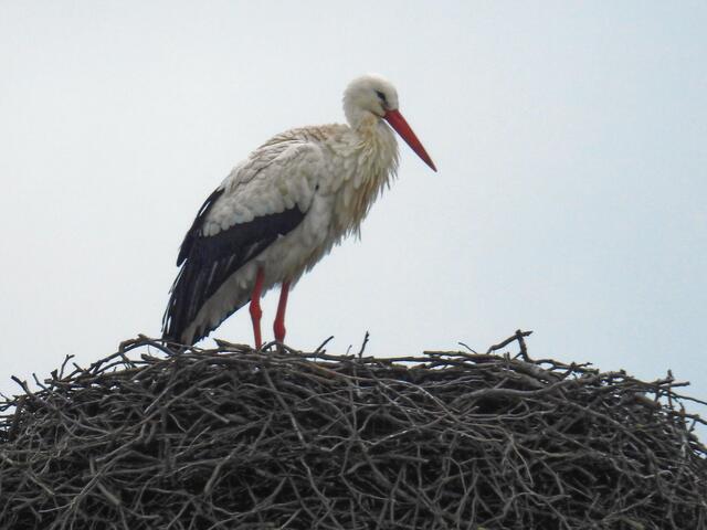 Zum Glück konnte er sich aus einem nahegelegenen Tümpel schon etwas zum Fressen holen