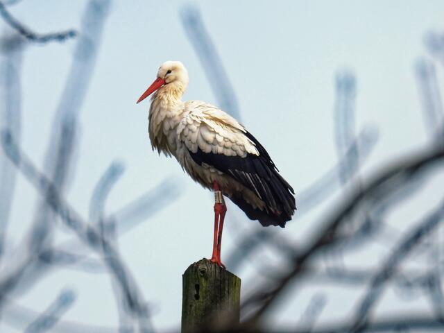 Da saß doch überraschend Madam Storch ca. 50m vom Horst entfernt auf einem hohen Pfahl. Es gab wohl wirklich Zoff am Nestbau!