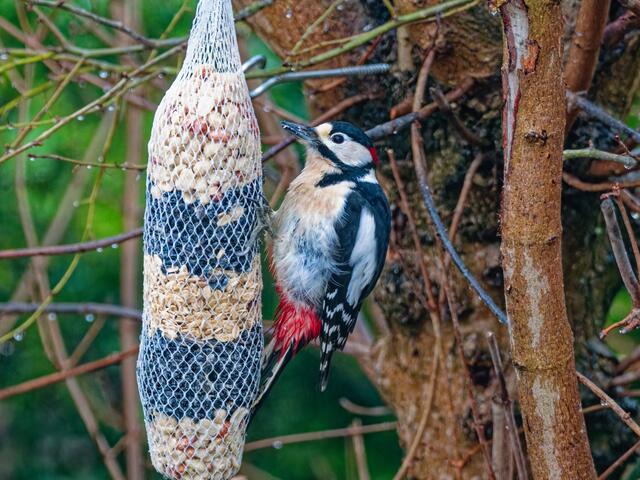 Da geht es den Buntspechten in unserem Wildgarten doch viel besser.