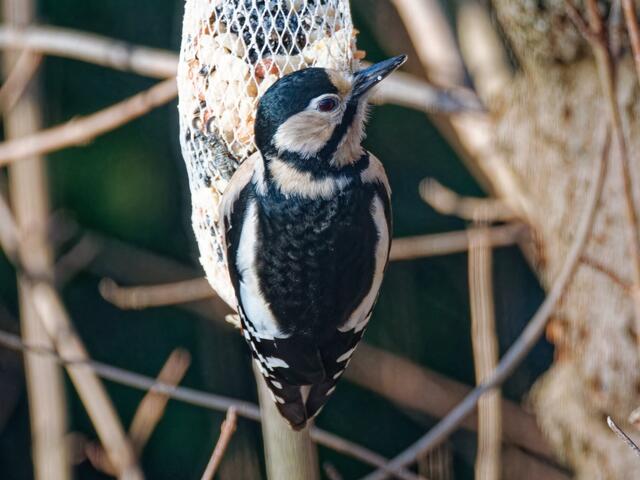 Auch Madam Buntspecht erfreut sich zur gleichen Zeit an den Maxi-Futterstangen