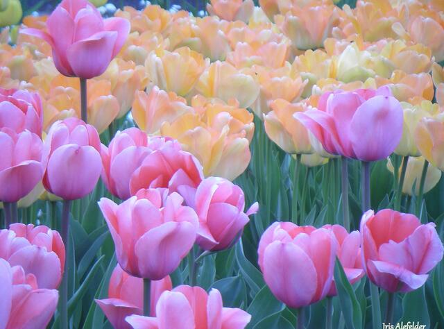 Foto: Iris Alefelder