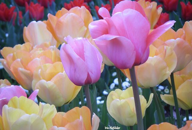 Foto: Iris Alefelder