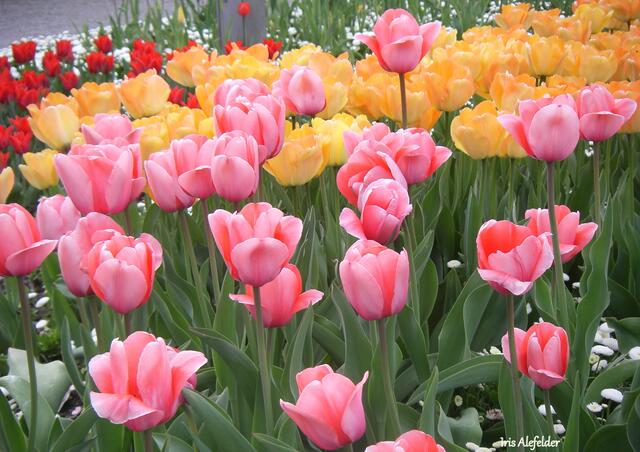 Foto: Iris Alefelder