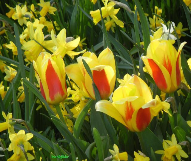 unscharf | Foto: Iris Alefelder