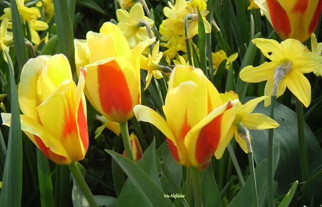 Foto: Iris Alefelder