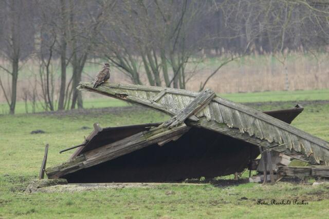 Foto: Ale Bilder sind von Reinhold Peisker abgelichtet !