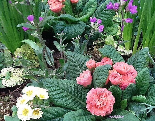 Foto: Iris Alefelder