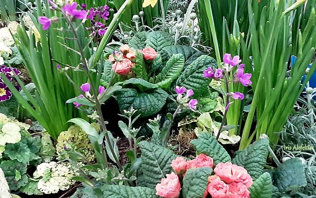 Foto: Iris Alefelder