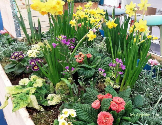 Foto: Iris Alefelder