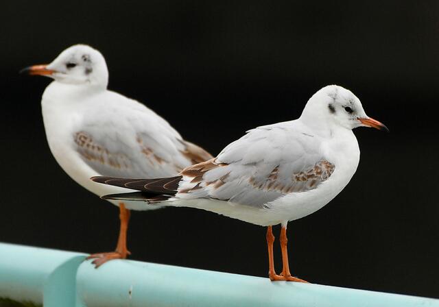 Foto: Copyright Andreas Schäfer