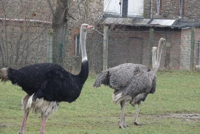 Straußenfarm in Groß Schierstedt