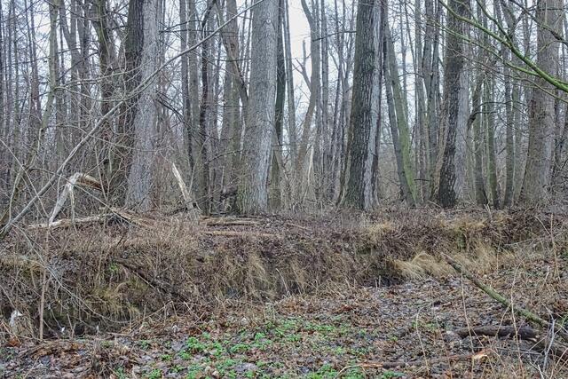 Blick über die Wipper auf das Naturschutzgebiet Schierstedter Busch