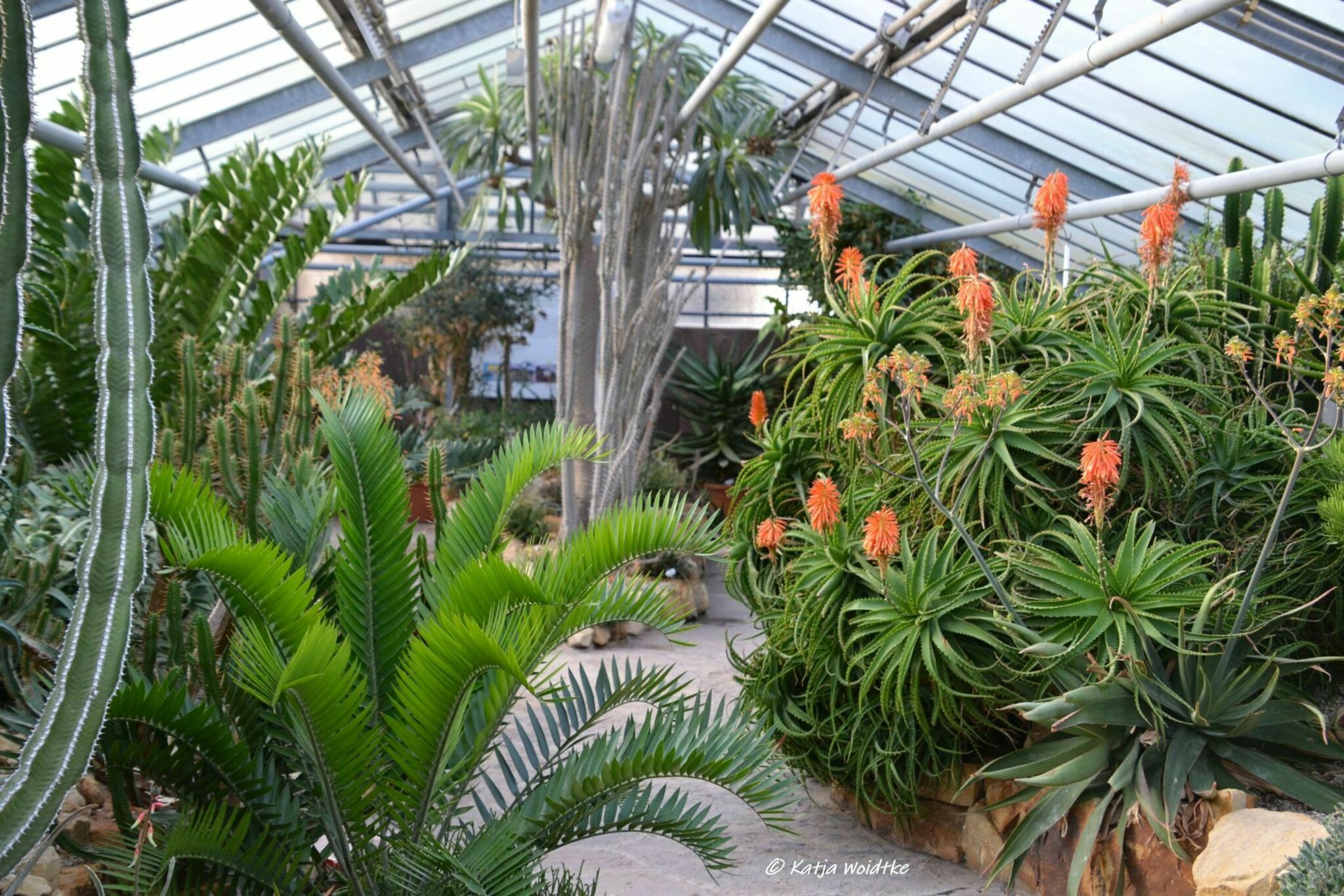 Kakteen im Berggarten Herrenhausen: Das Leben ist wie ein Kaktus... -  Hannover-Herrenhausen