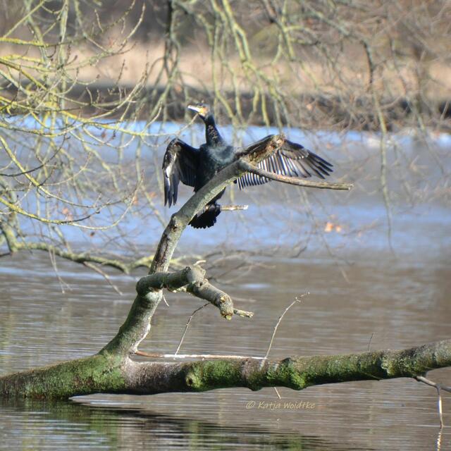 Rund um den Annateich im Hermann-Löns-Park Hannover - Kormoran (Phalacrocorax carbo) (Foto: Katja Woidtke)